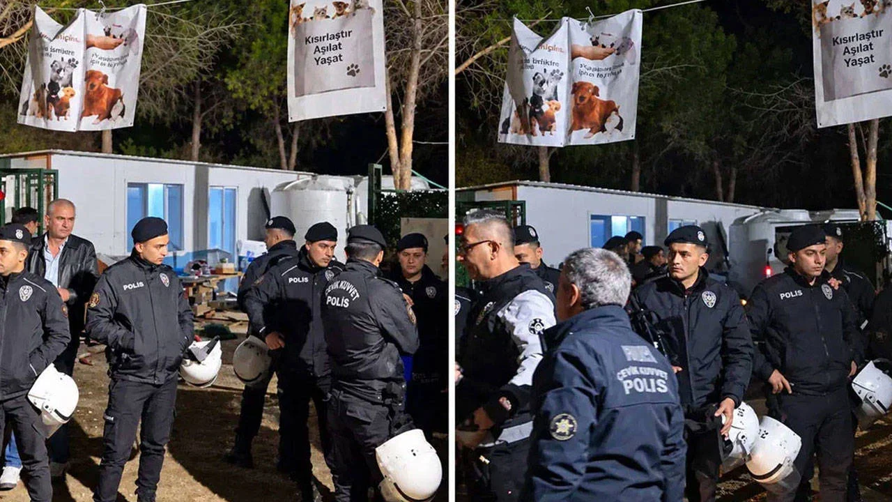 Ege Üniversitesi'nde 160 Köpek Gece Yarısı Toplatıldı: Yaşam Savunucularından Eylem Çağrısı