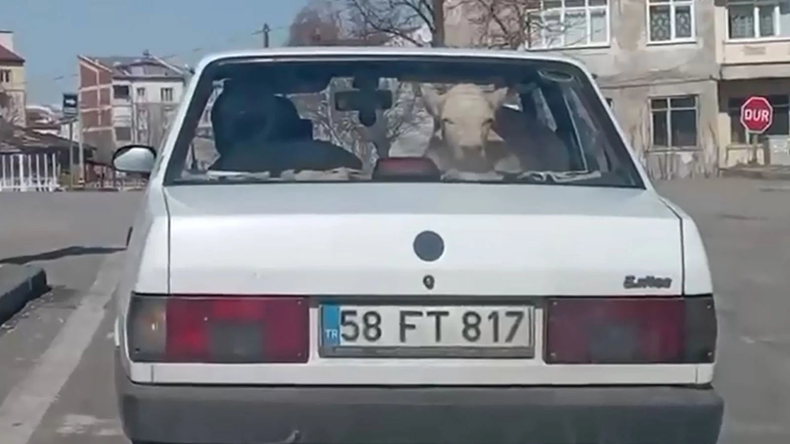 Görenler telefonuna sarıldı; buzağıyı otomobille veterinere götürdüler