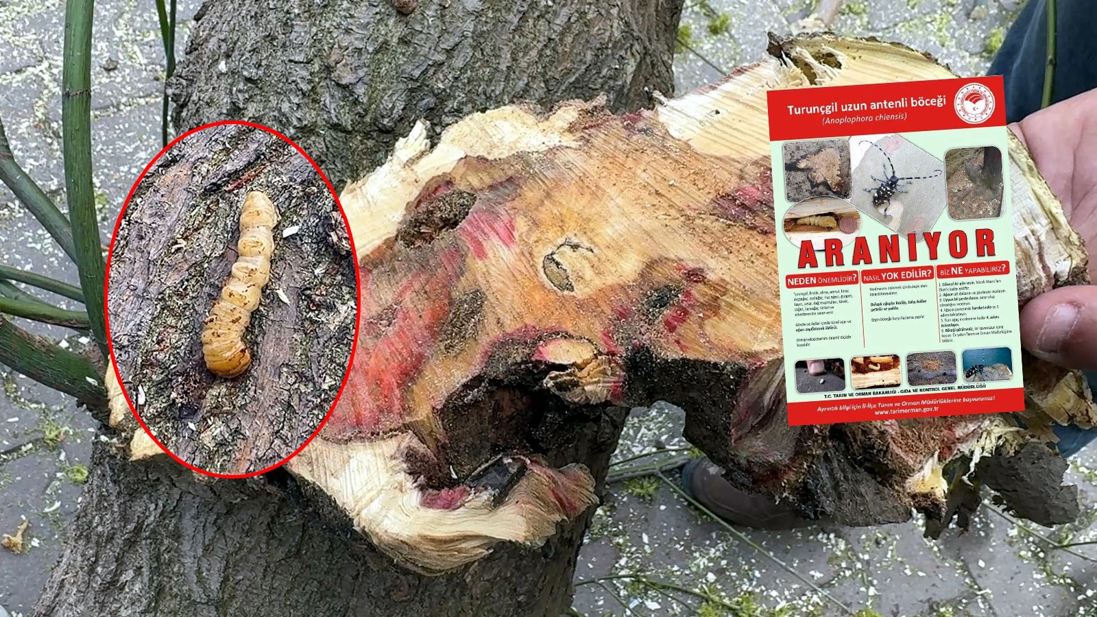 İstanbul'da 'kırmızı bülten'le aranan böcek! O ilçede ortaya çıktı