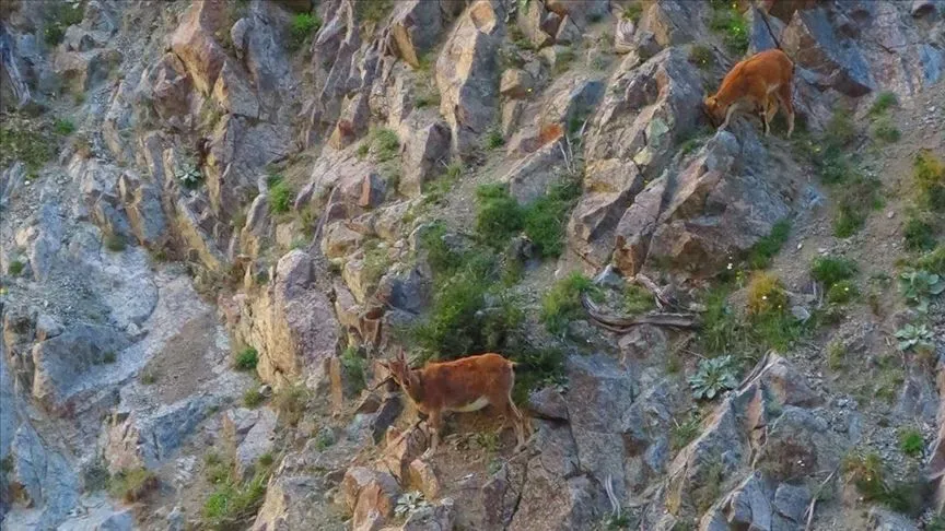 Artvin'de baraj gölü kıyısına inen yaban keçileri görüntülendi