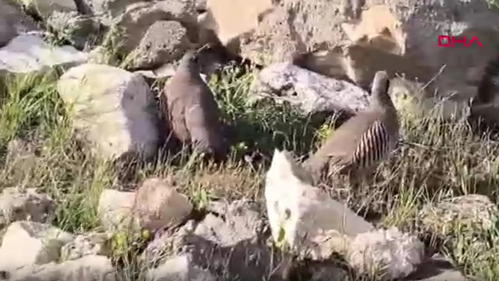 Siirt’te, kaçak keklik avlayan kişiye 63 bin 91 TL ceza!