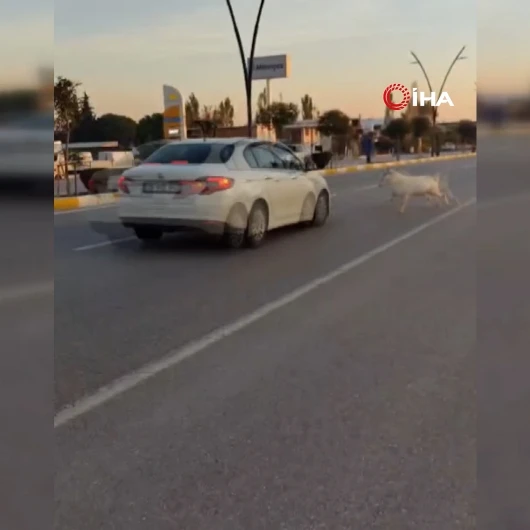 Manisa'da Ana Yola Fırlayan Üç Keçiye Otomobil Çarptı