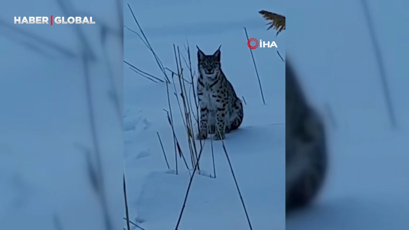 Karlı arazide görülen vaşak vatandaşları heyecanlandırdı