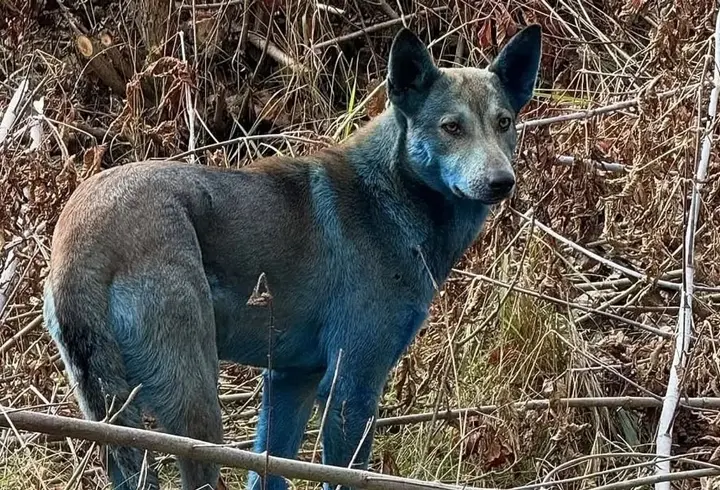 Çernobil’de maviye dönen köpekler gizemi! Kimyasal mı, radyoaktif mi?