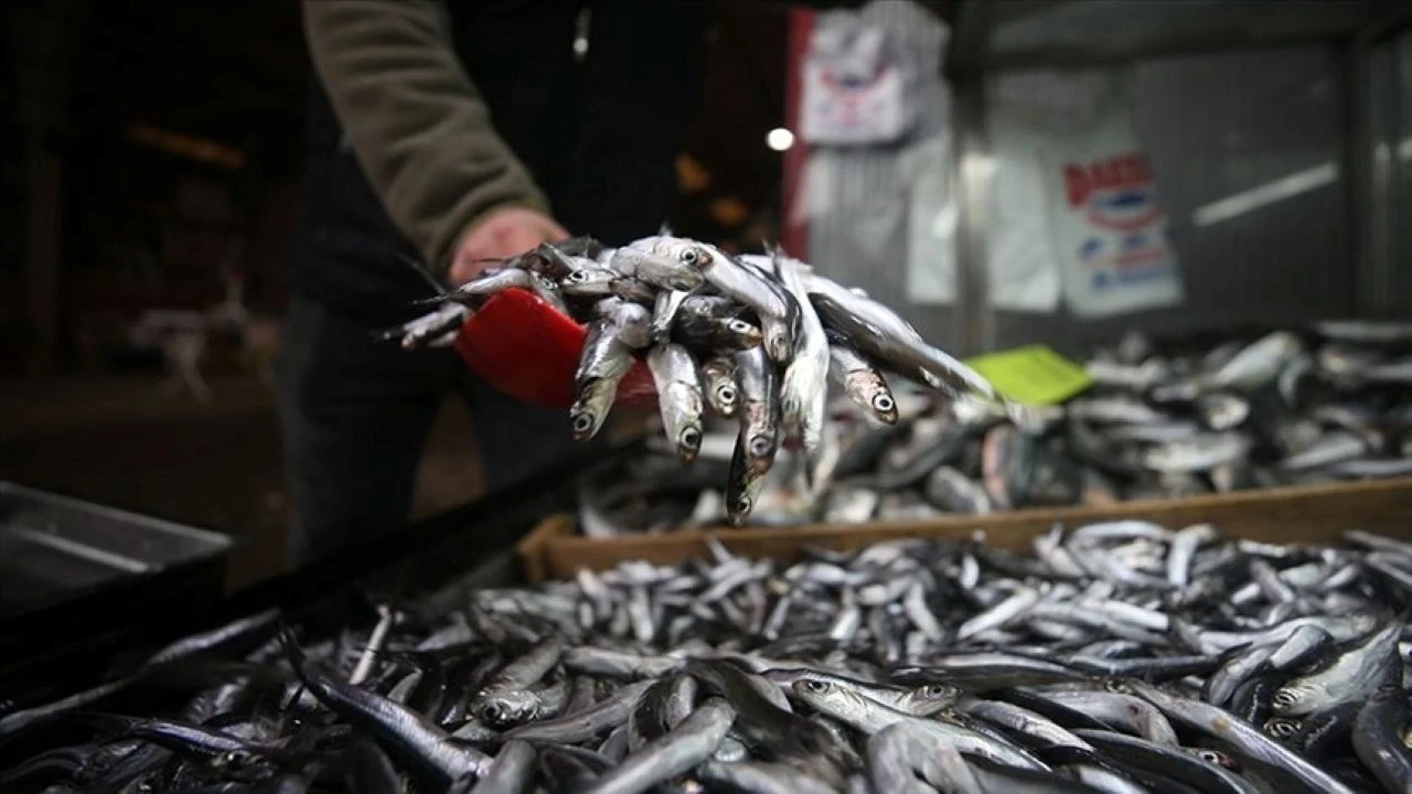 Karadeniz'de balık bolluğu: Bir limandan 10 günde 721 ton hamsi çıkarıldı!