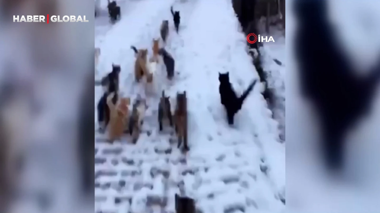 Erzincan’da kar yağışının ardından yiyecek bulamayan köy kedilerini besledi