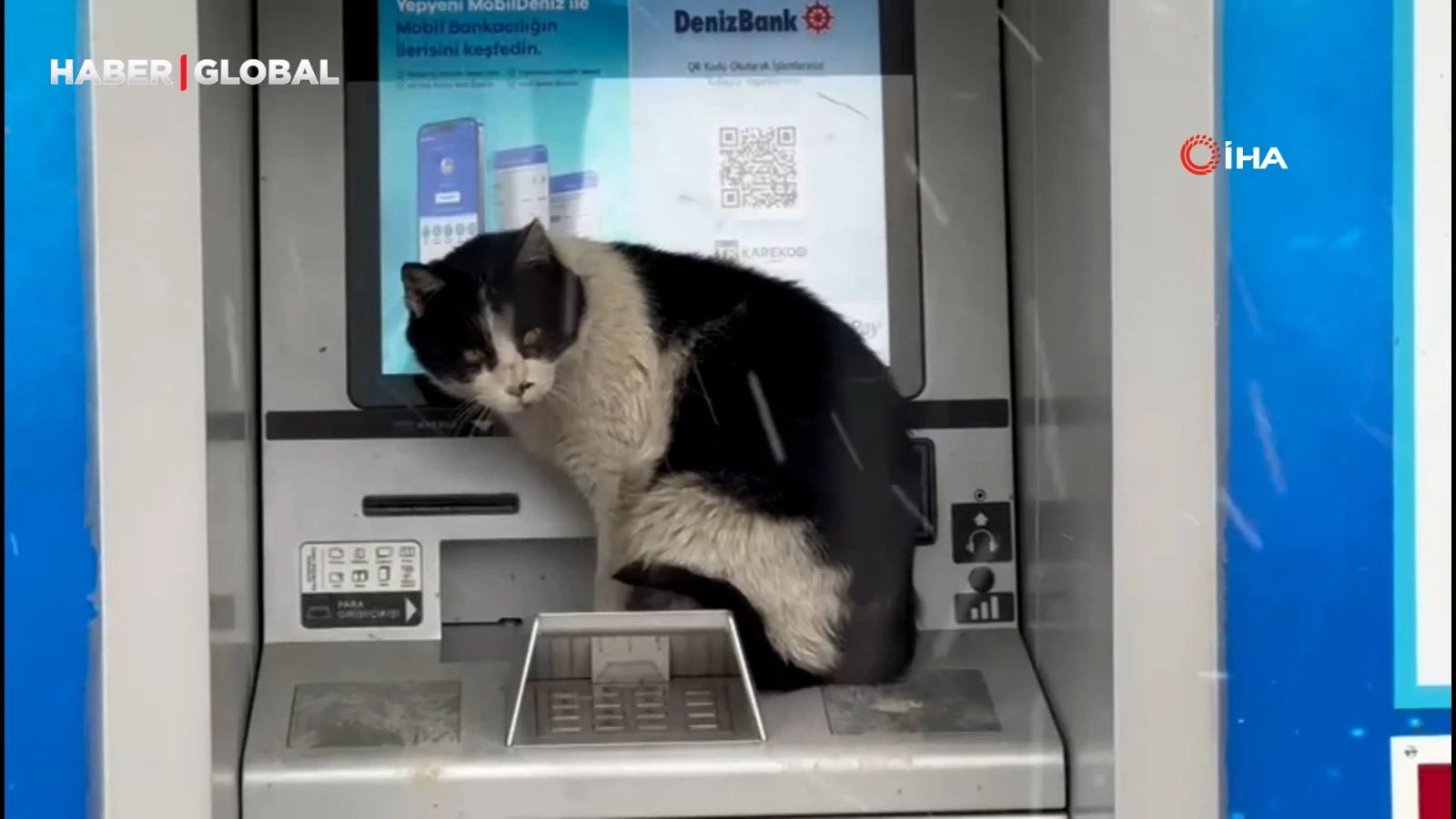 Karlı havada üşüyen kedi, para çekme kabinine sığındı