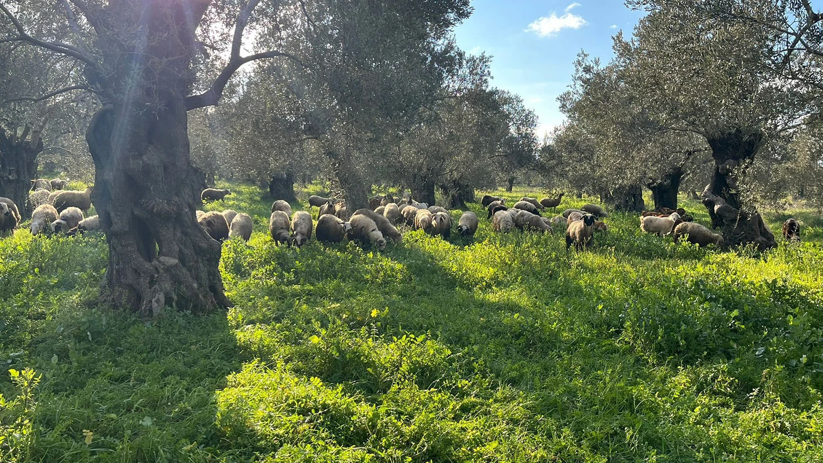 Çobana koyun otlatma cezası; yanlış yeri seçti