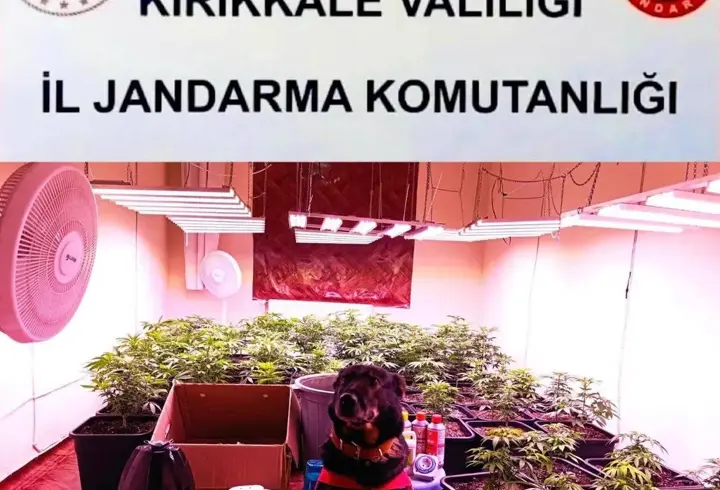 Kırıkkale'de iklimlendirme ile kenevir yetiştirilen eve operasyon: 1 gözaltı
