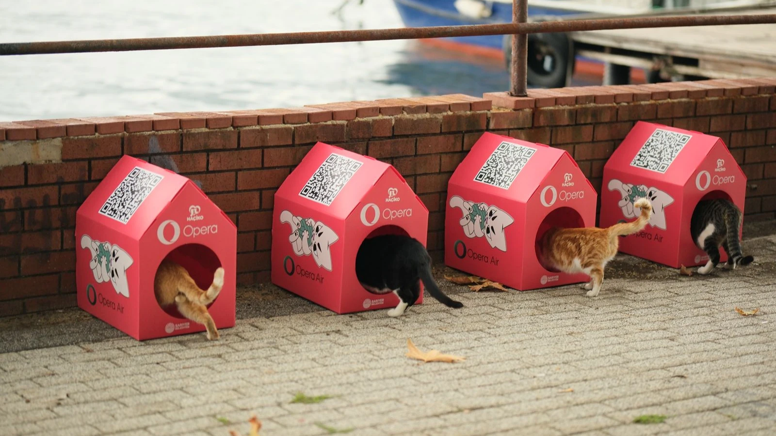 Sokaklara kedi mahalleleri kurulmaya başladı, ilk durak Sarıyer