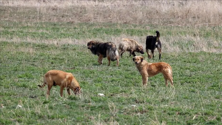 Zincirsiz köpeğin sahibi 2 milyon TL tazminat ödeyecek