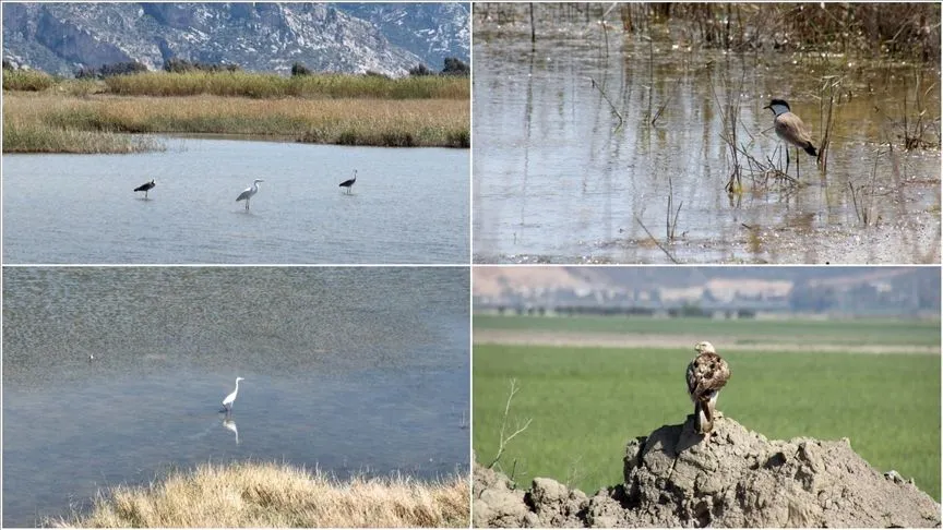 Göç yolu üzerindeki Hatay'da bahar döneminde 233 kuş türü gözlemlendi