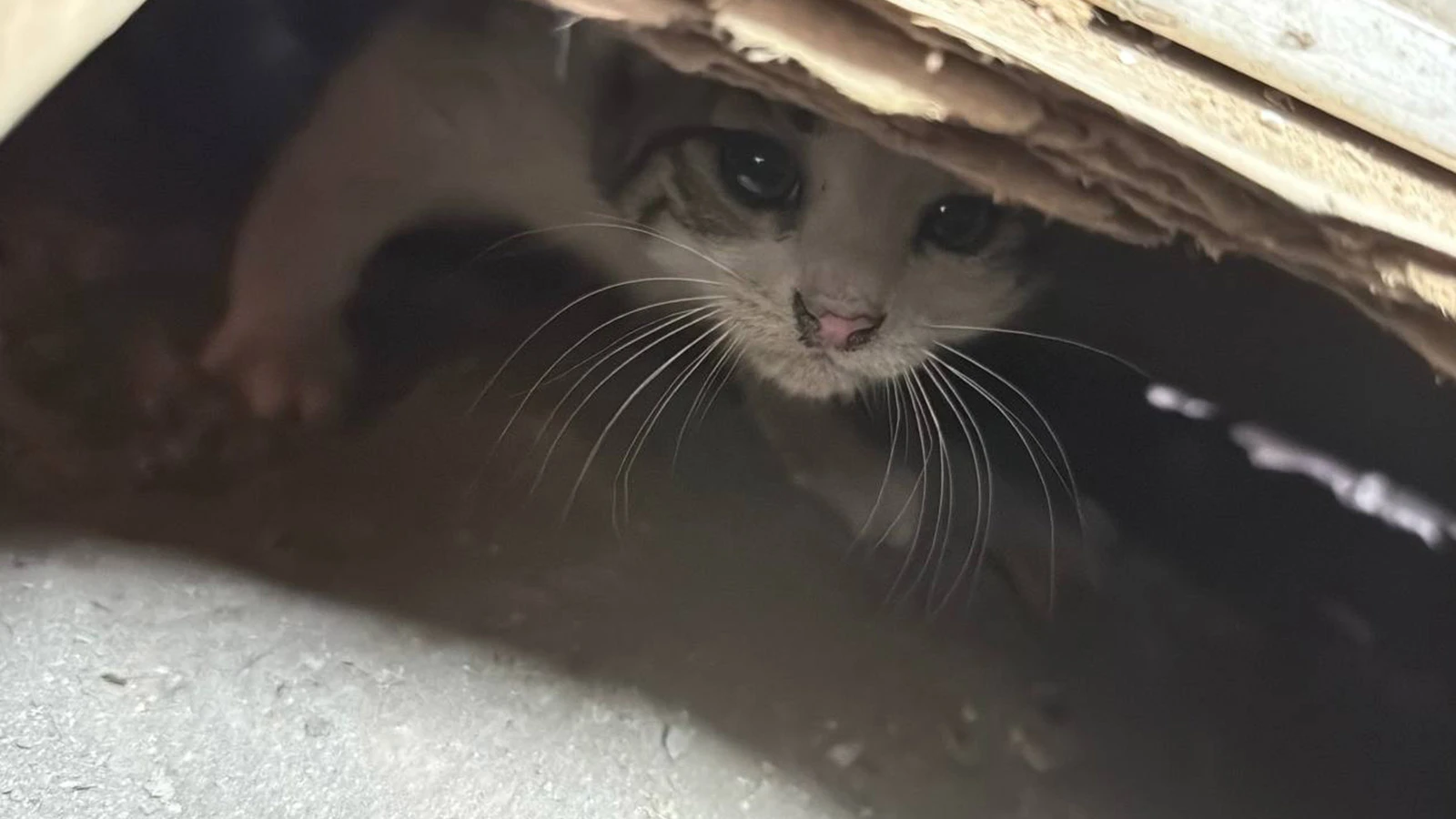Prefabrik ofisin altında sıkışan kedi yavrusu kurtarıldı