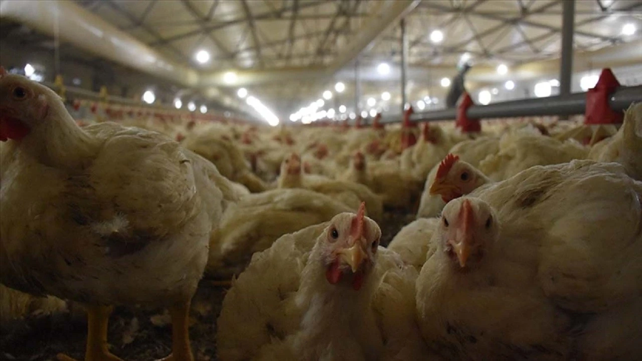 Haziran tavuk eti üretimi düştü, yumurtada gerileme sürdü