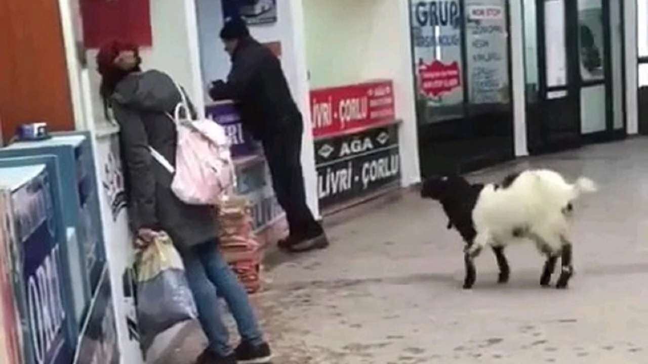 Keçi bayramda otogarı karıştırdı: Çekmeceden paraları kaptı, kaçtı!
