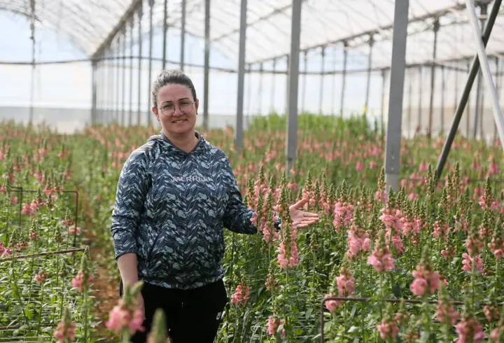 Antalya'dan Avrupa'ya yeni çiçek: Aslanağzı