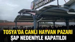 Tosya'da canlı hayvan pazarı şap nedeniyle kapatıldı