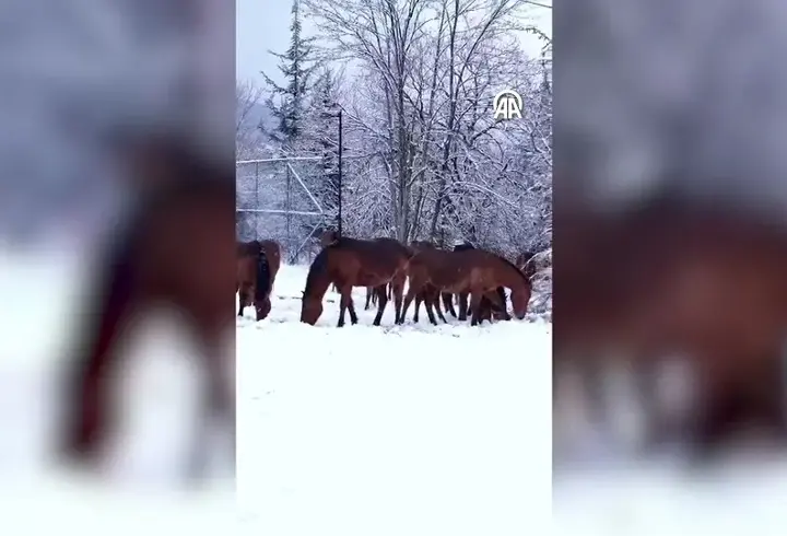Doğada yemek bulamayan yılkı atları böyle görüntülendi!