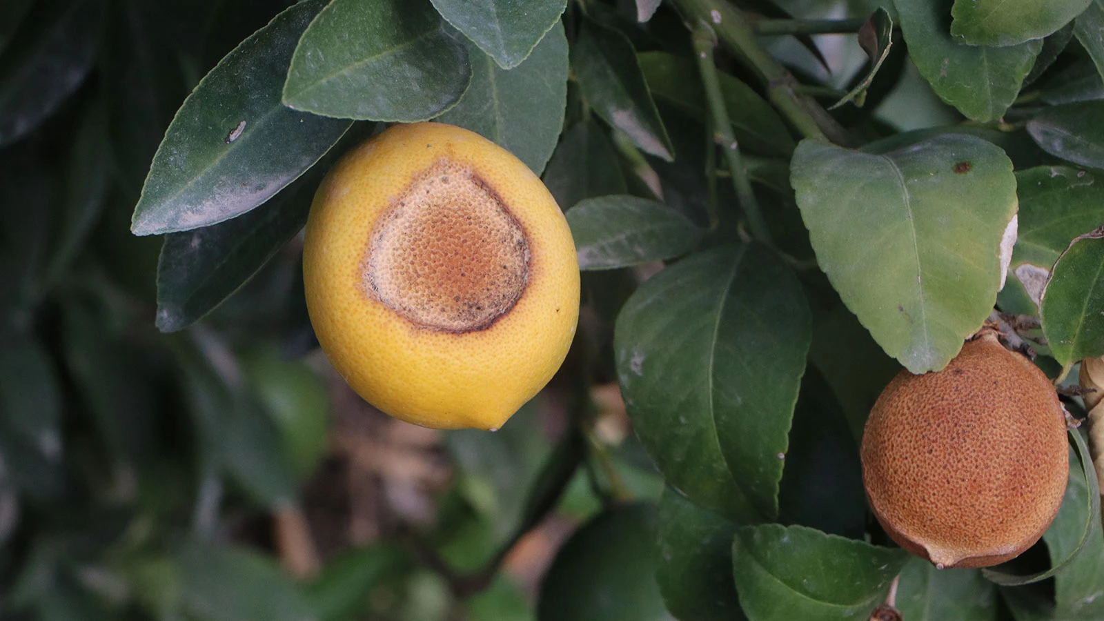 Limonlar yandı, üretici perişan: "Bu bir doğal afettir, TARSİM kapsamına alınmalı"