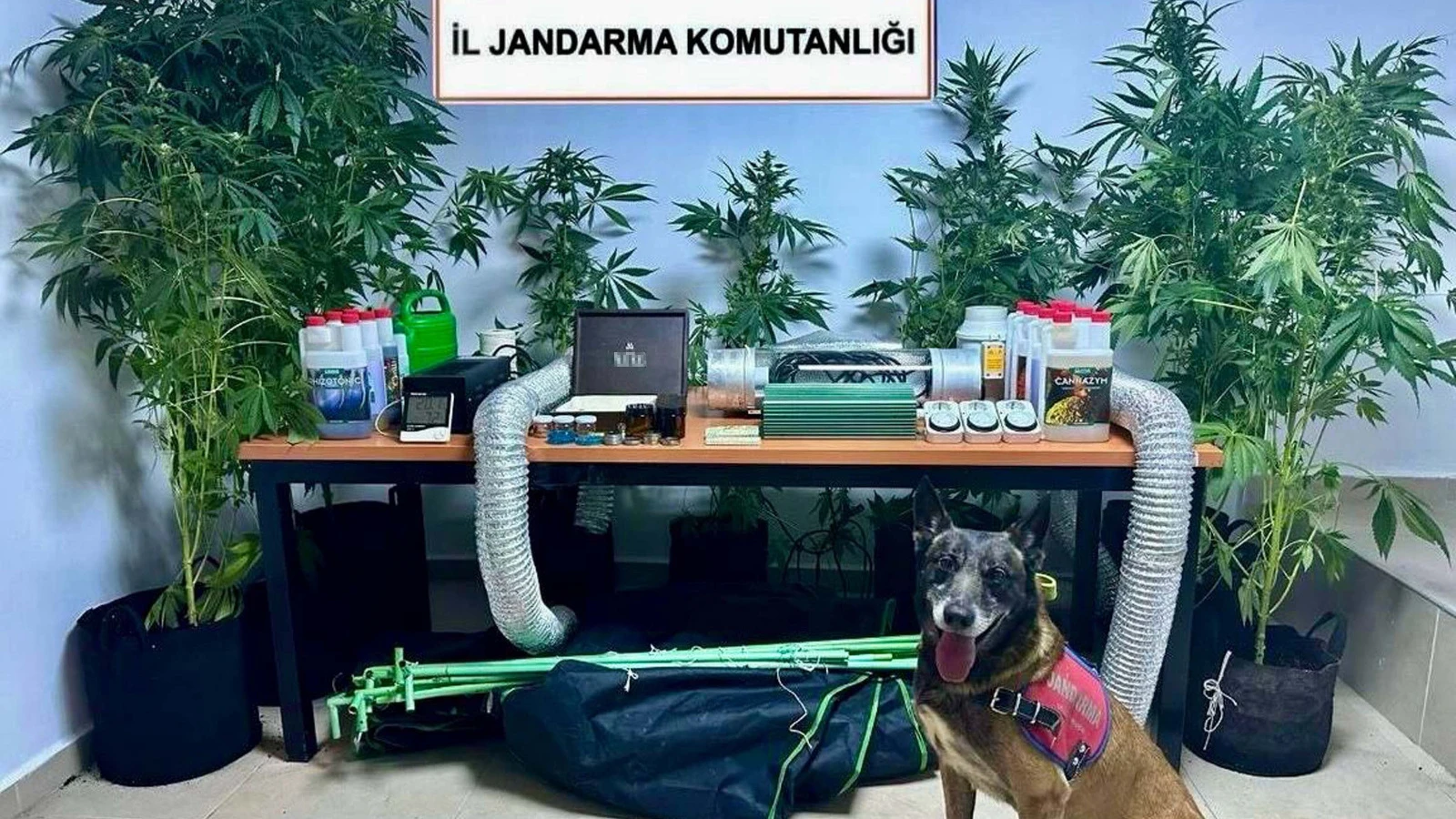 Elbise dolabında Hint keneviri yetiştiren öğretmene gözaltı!