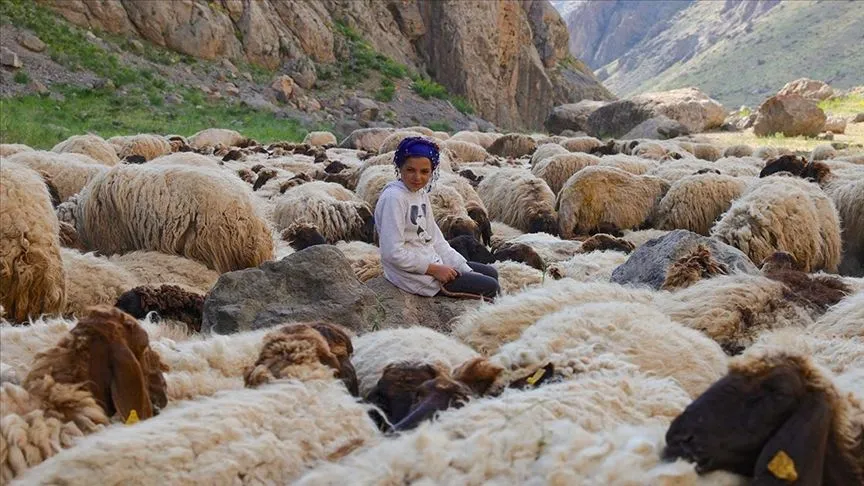 Göçer ailelerin yaylalardaki yükünü çocuklar da omuzluyor