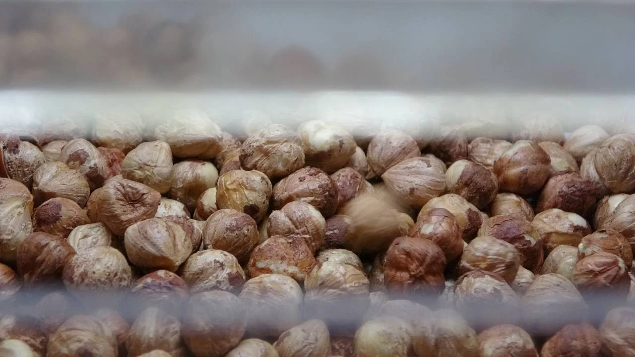 Karadeniz'de fındık hasadı tamamlandı! Sırada kırma ve kavurma var