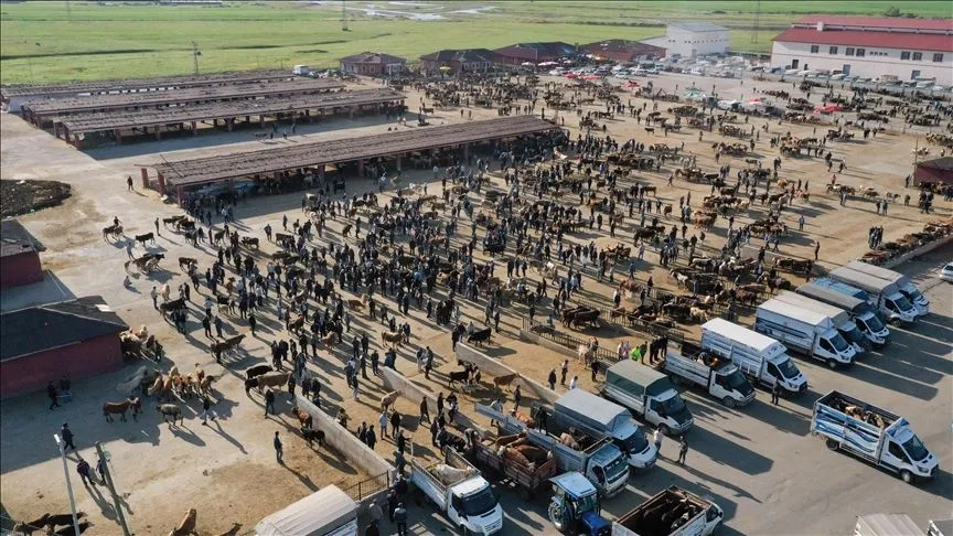 Ağrı Hayvan Borsası'nda kurbanlık hareketliliği başladı