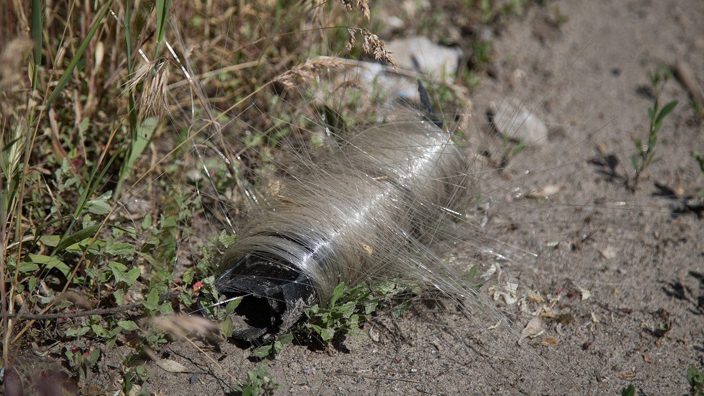 Ukrayna’da kuşlar yuvalarını dronların fiber kablolarıyla örüyor