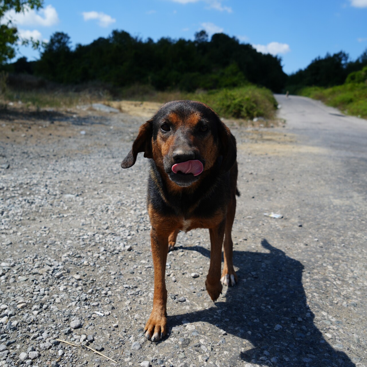 Sokak köpeklerini beslemek yasaklandı