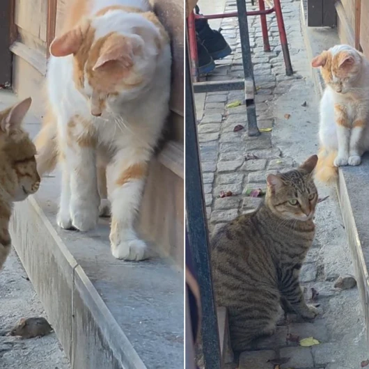 Edirne'de Ezber Bozan Görüntüler: Tekir Kedi Başka Kedi Yaklaşmasın Diye Fareye Kalkan Oldu