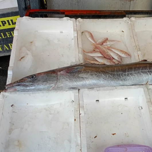 5 Yıl Sonra Bir İlk: Mersin'de 12 Kiloluk Ceylan Balığı Yakaladı