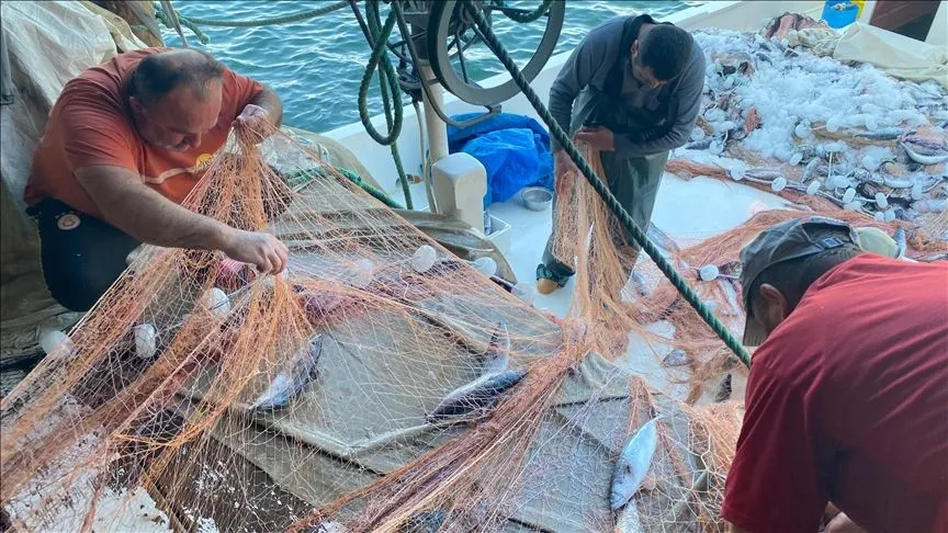 Sinop'ta bir balıkçının ağına 3 bin palamut takıldı