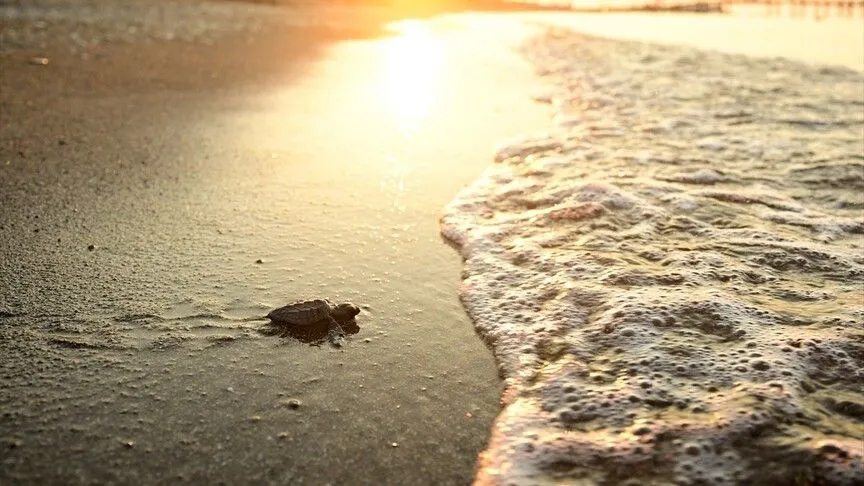 Antalya'da caretta carettaların yuvalarında yavru çıkışları sürüyor 