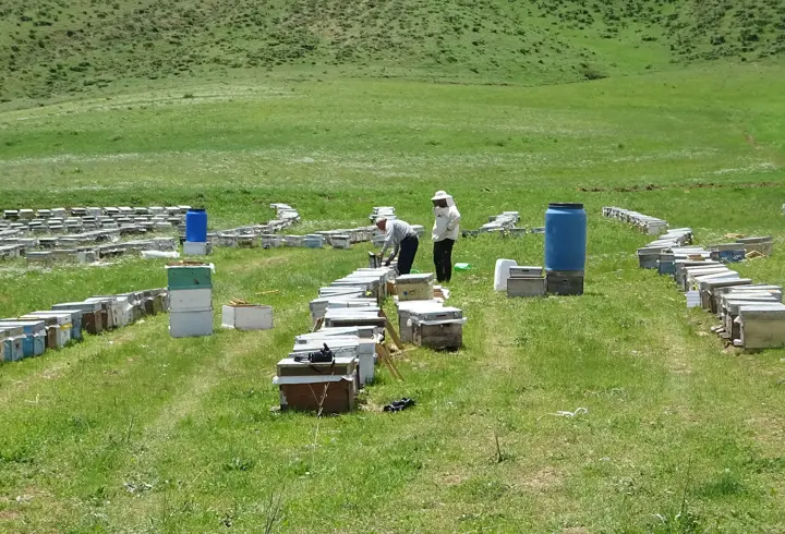 Bodrumlu arıcı, 5 yıldır Yüksekova'da bal hasadı yapıyor