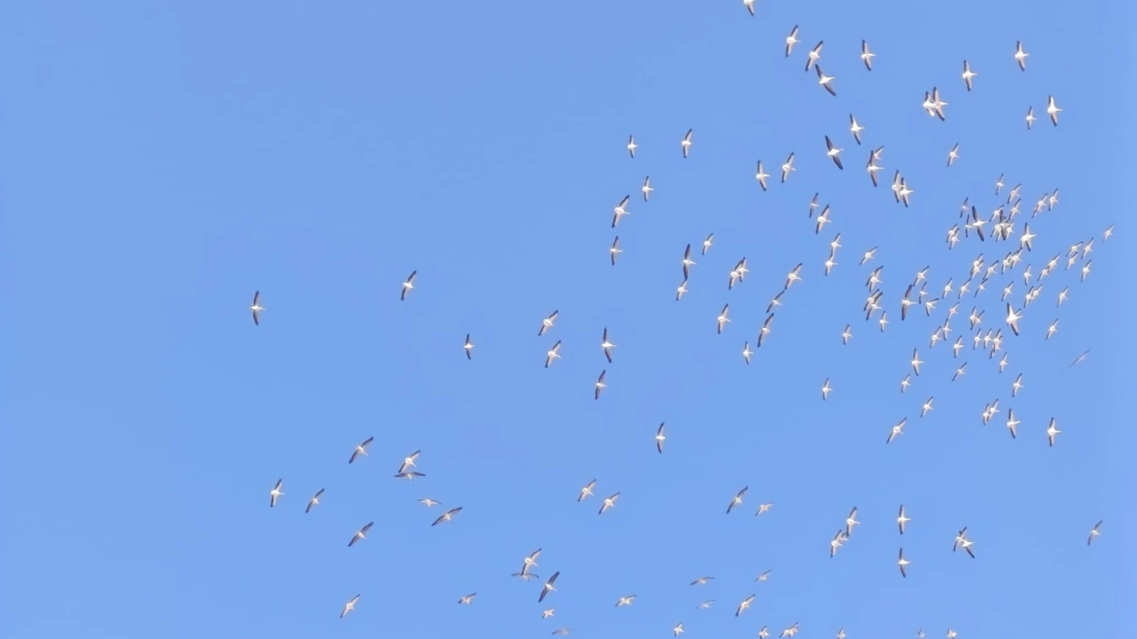 Kuşlardan dans şeklinde gösteri: Ahenkleri göz kamaştırdı