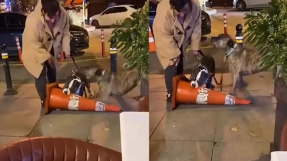 Ağızlık takmadan gezdirilen pitbull dubaya saldırdı!