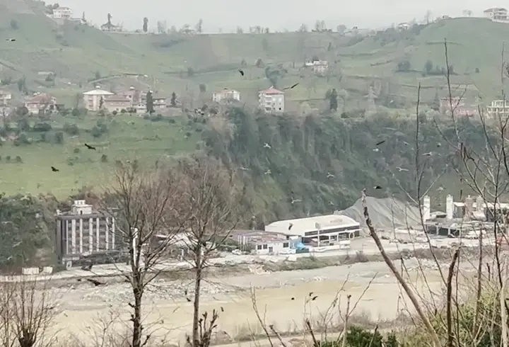  Rize'de gökyüzünde süzülen şahin sürüsü kamerada