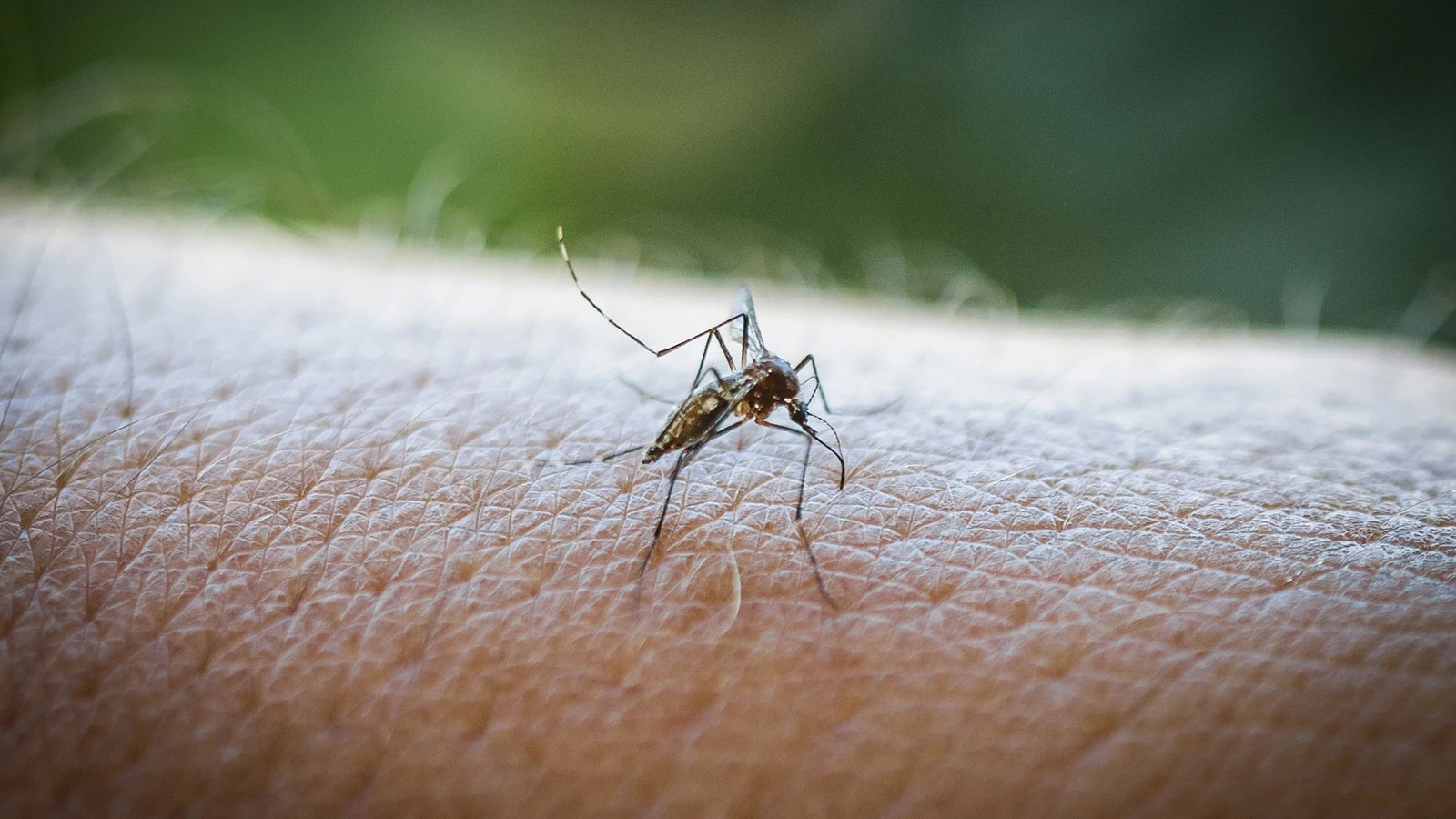 Çin'de görülen ve hızla yayılan Chikungunya virüsünden korkmalı mıyız?