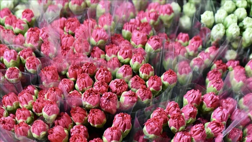 Çiçek üreticileri İngiltere'de 15 Mart'ta kutlanacak Anneler Günü için yoğun mesai yaptı