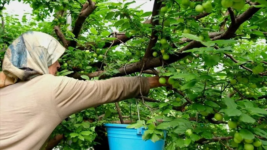 Mersin'de örtü altında yetiştirilen erikte hasat mesaisi sürüyor 