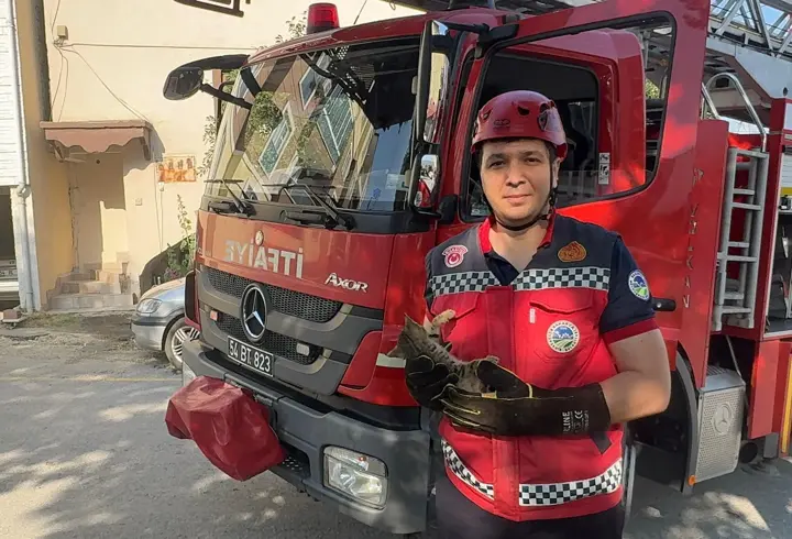 Ağaçta iki gün mahsur kalan kedi yavrusunu itfaiye ekipleri kurtardı