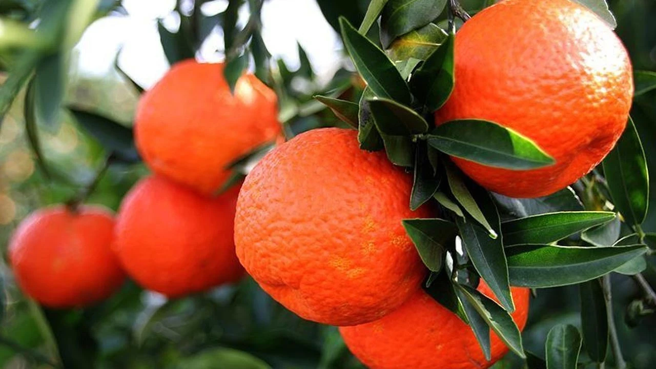 ‘Elçiler’in grevi erkenci mandalinayı dalında bıraktı