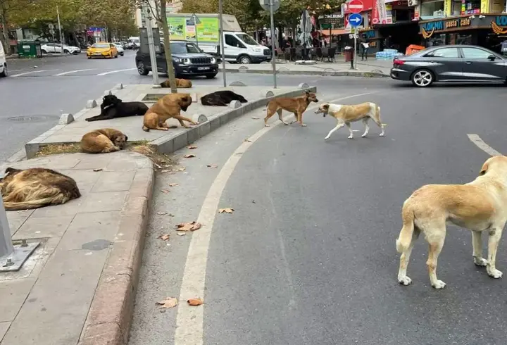 Hayvanseverlerin bağışlarını zimmete geçiren 10 şüpheli tutuklandı