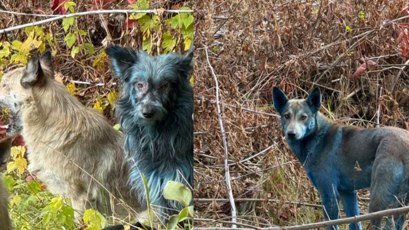 Çernobil'de köpekler maviye döndü! Bilim insanları alarma geçti