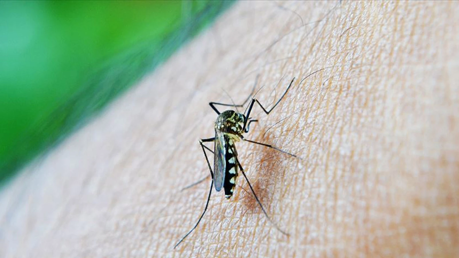 Güney Çin’de salgın endişesi: Chikungunya vaka sayısı artıyor
