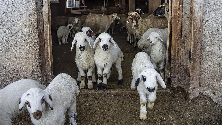 Besiciler kuzu ve oğlak doğumlarında zorlu mücadele veriyor