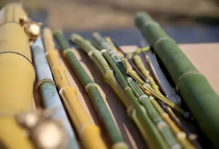 Bilim insanlarından şaşırtan açıklama: Bambu süper gıda olabilir
