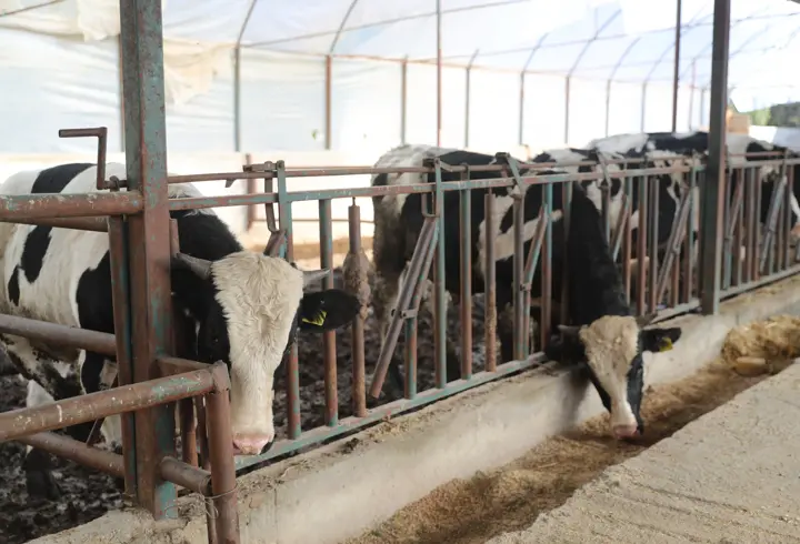 Büyükşehir'den hayvancılığa 500 tonu aşan yem desteği