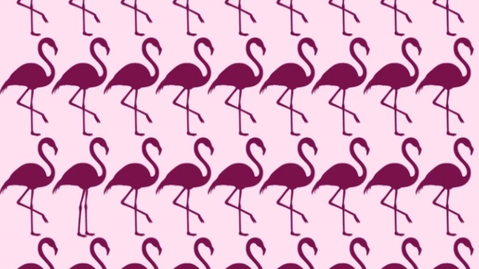 Sadece gerçek dahiler farklı flamingoyu bulmayı başarıyor