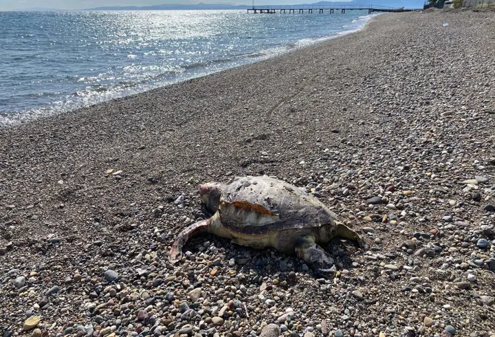 Çanakkale’de 2 deniz kaplumbağası ölüsü sahile vurdu